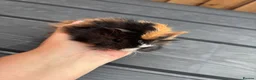 Guinea Pig rodents for sale: Two boy baby guinea pigs - Advert 5