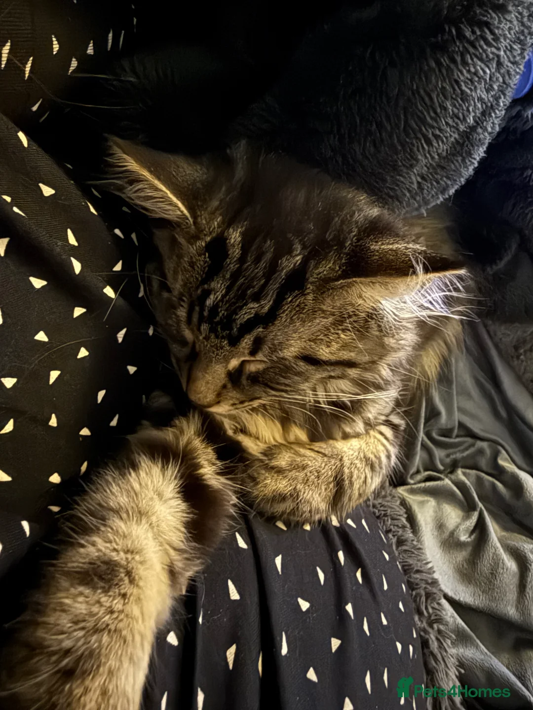 Mixed Breed cats for sale: 6 month old, ragdoll tabby cross  - Advert 2