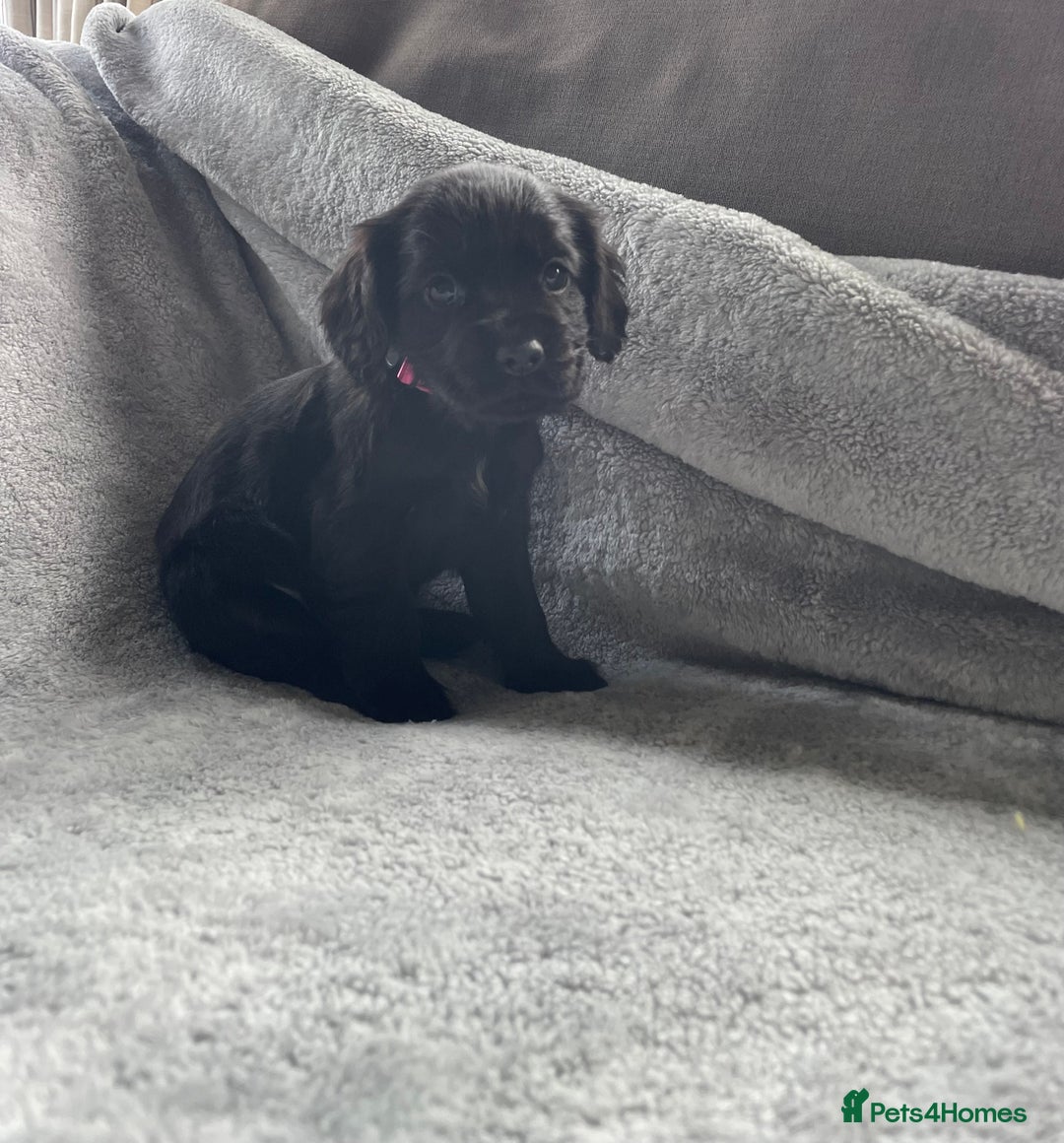 Cocker Spaniel dogs for sale: Cocker spaniel puppies  - Advert 11