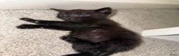 Mixed Breed cats for sale: 3 Hand-Reared Kittens Looking for Loving Homes - Advert 3