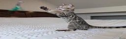 Bengal cats for sale: 🖤🩶🤍 BEAUTIFUL BENGAL KITTENS 🤍🩶🖤 - Advert 6