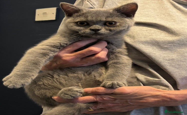 British Shorthair cats - Advert 8