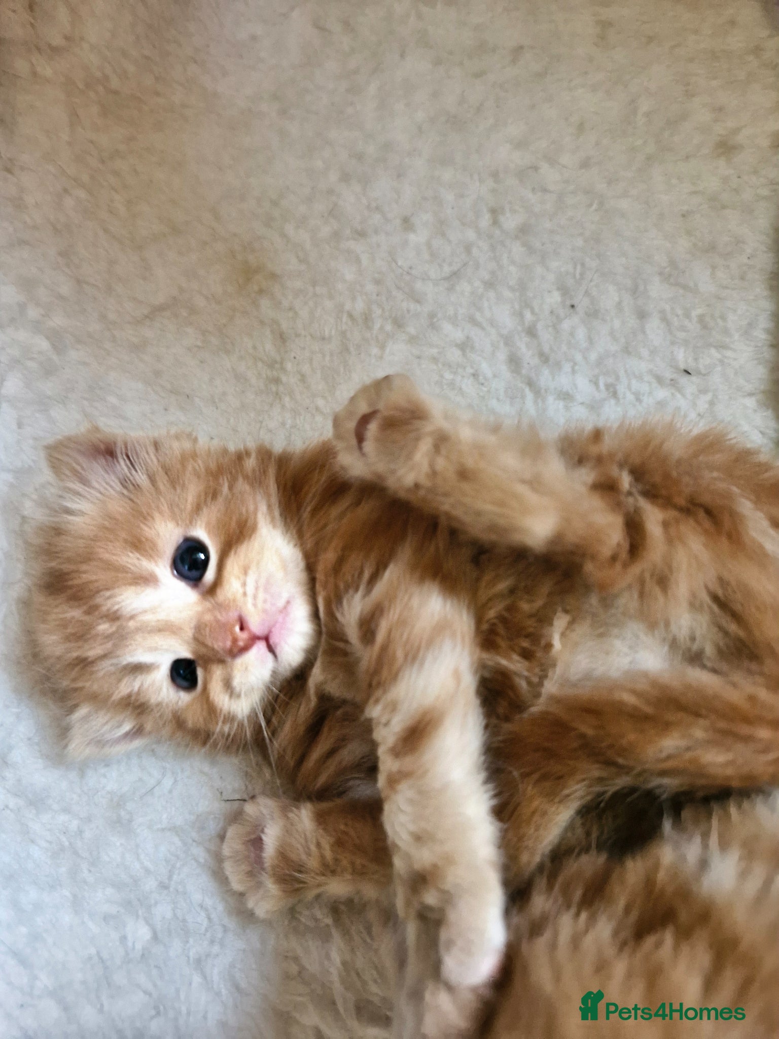 Mixed Breed cats for sale: Cute ginger kittens 1 short haired 2 fluffy  in Liverpool - Advert 8