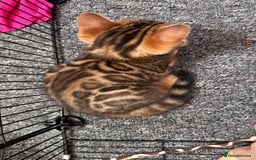 Bengal cats for sale: Bengal kittens Pure just born - Image 11