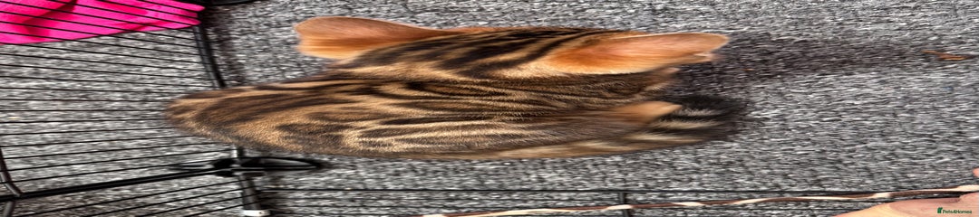 Bengal Kitten 5