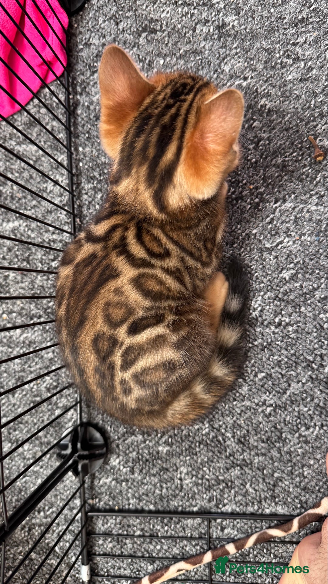Bengal cats for sale: Bengal kittens Pure just born - Image 11