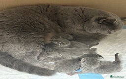 British Shorthair cats for sale: Amazing BSH kittens - Image 6