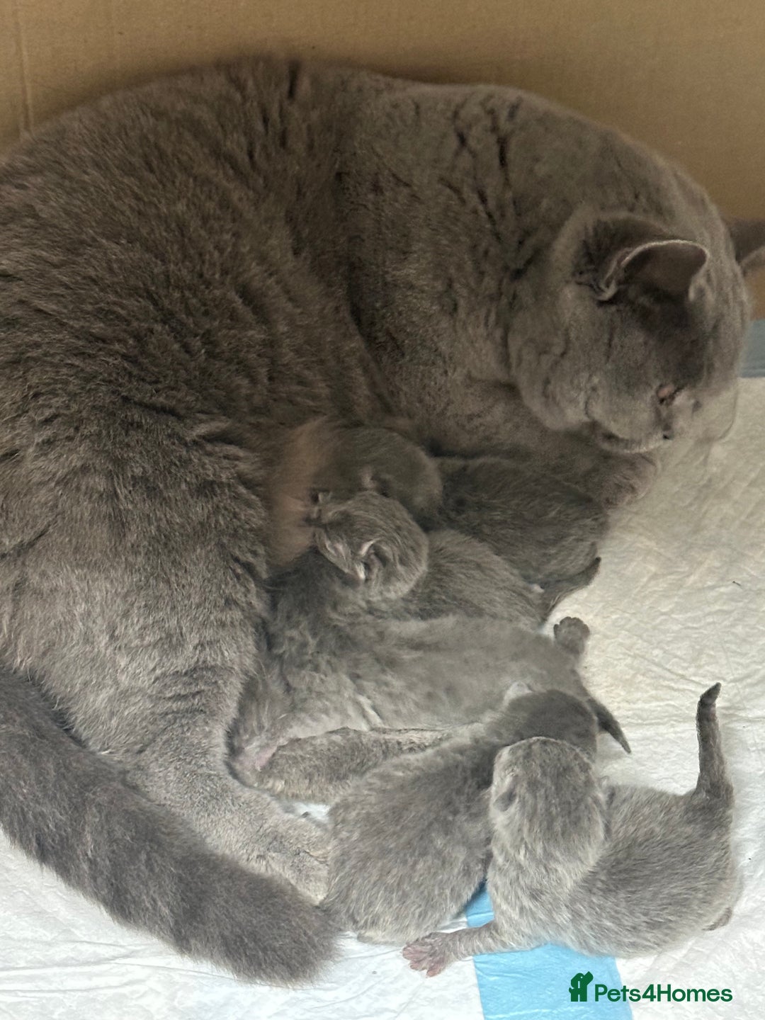 British Shorthair cats for sale: Amazing BSH kittens - Image 6