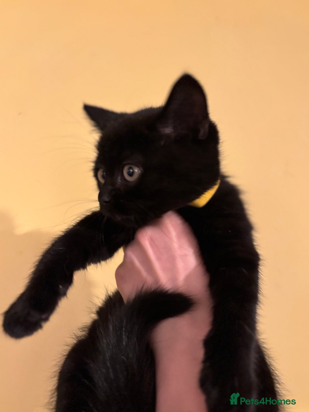 British Shorthair cats for sale: ⭐️Ready 8th Dec⭐️1 left.British Shorthair X Cross - Advert 4