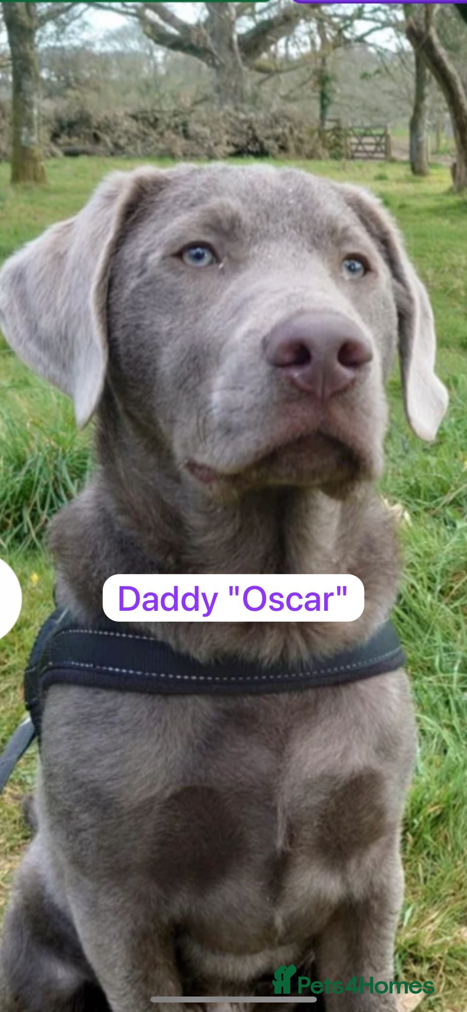 Labrador Retriever dogs 🐾✨ Silver Labrador Puppies – Exp. July 2026 ✨🐾 - Advert 2