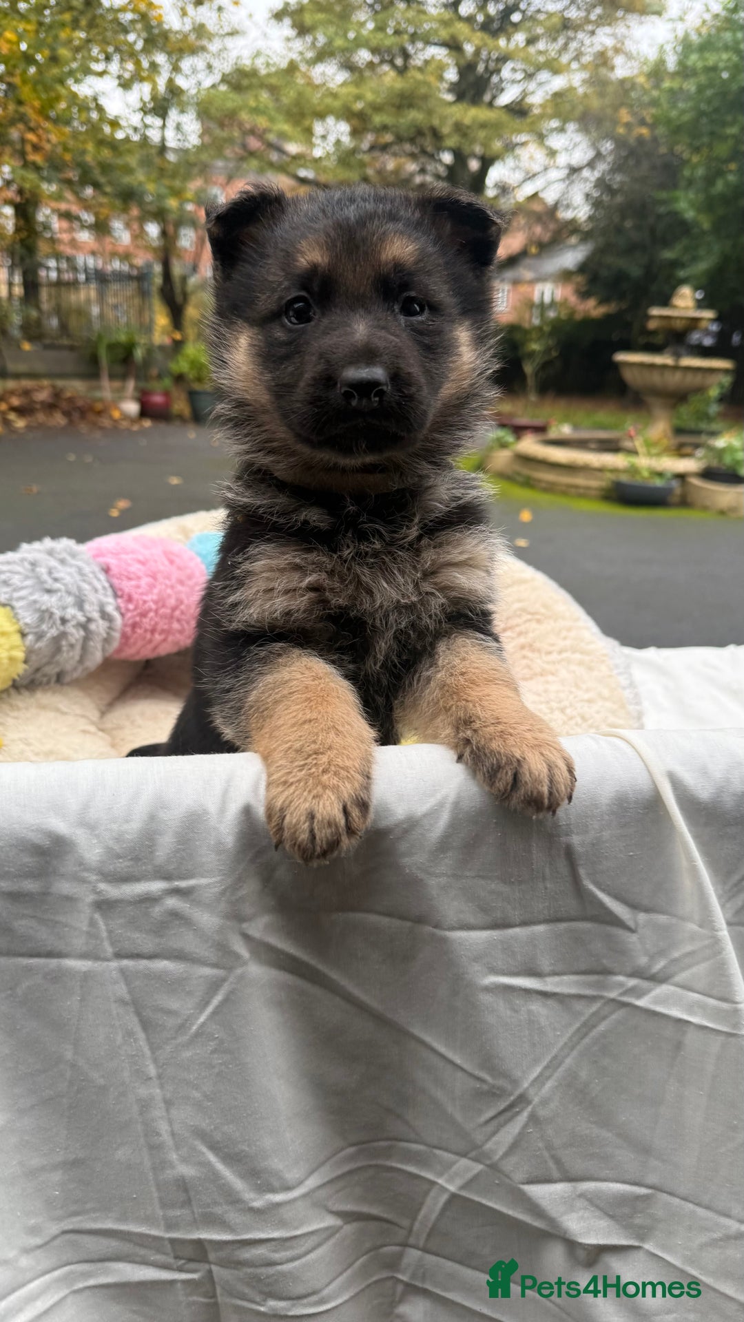 German Shepherd dogs for sale: Part of our love family ❤️ - Advert 10