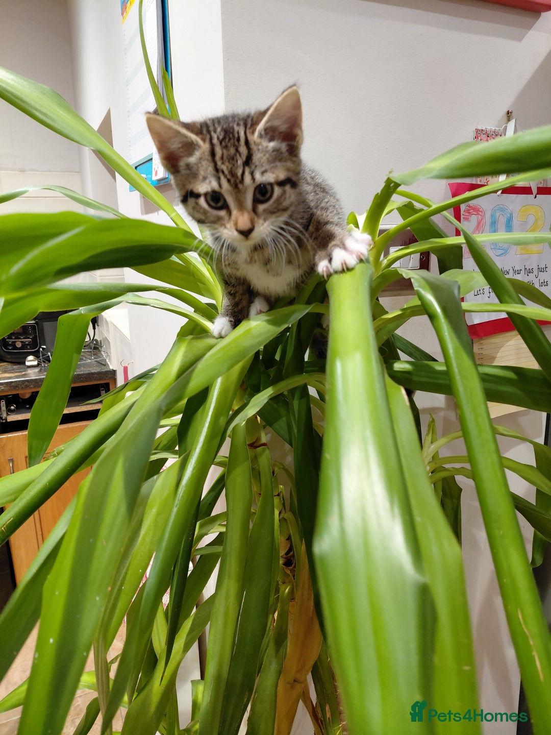 Maine Coon cats for sale: Half Maine Coon - Advert 5