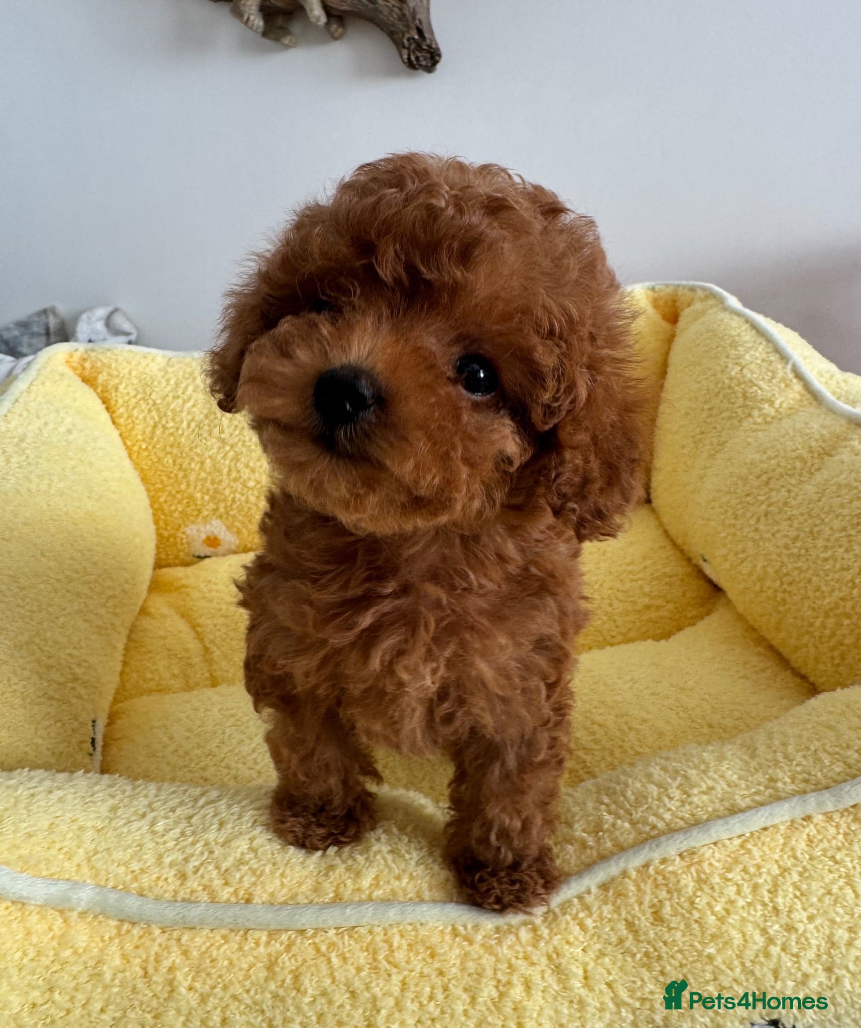 Toy Poodle dogs 🔝 Top Quality Asian Poodle Puppies DNA Tested🧬  - Advert 2