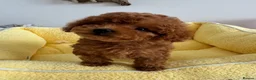 Toy Poodle dogs for sale: 🔝 Top Quality Asian Poodle Puppies DNA Tested🧬  - Advert 2