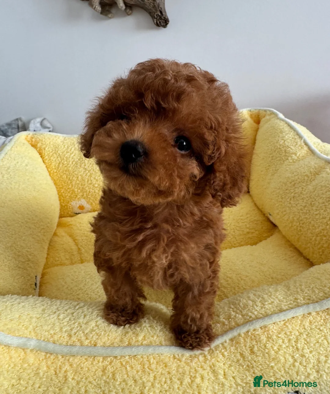 Toy Poodle dogs for sale: 🔝 Top Quality Asian Poodle Puppies DNA Tested🧬  - Advert 2
