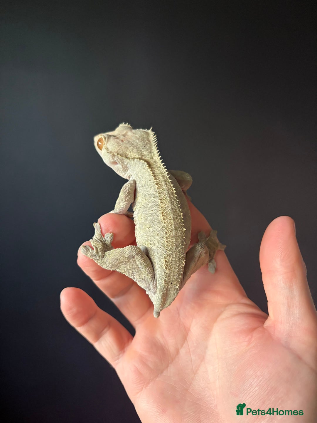 Gecko reptiles for sale: Crested gecko with enclosure  - Advert 5