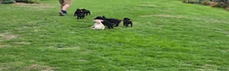 Labrador Retriever dogs for sale:  LAbrador Puppies For Sale - Advert 5