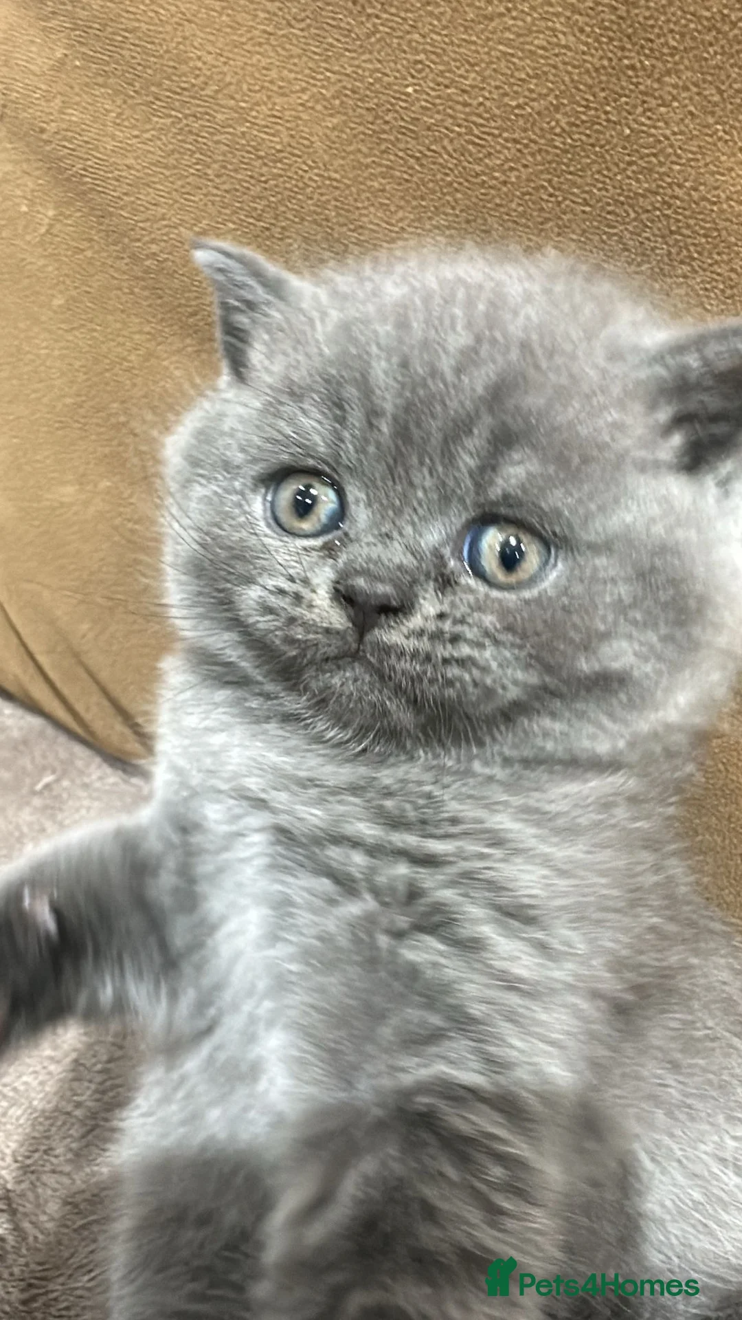 British Shorthair cats for sale: British Shorthair Kitten in London - Advert 4