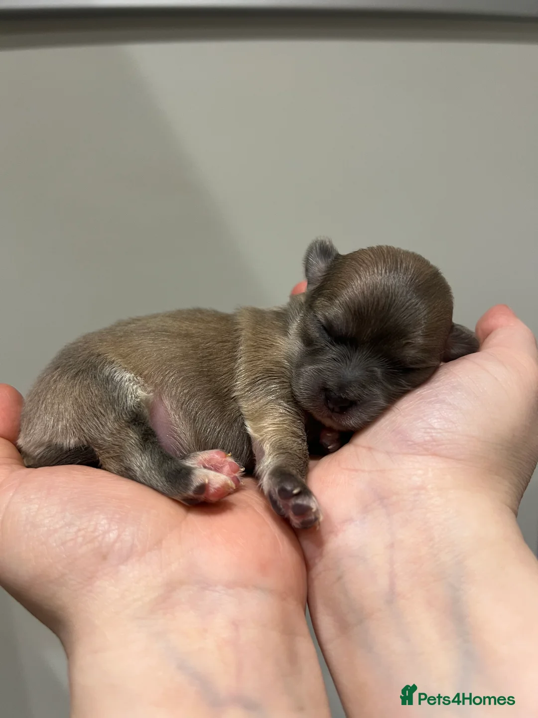 Chihuahua dogs for sale: Chihuahua Puppies - Advert 5