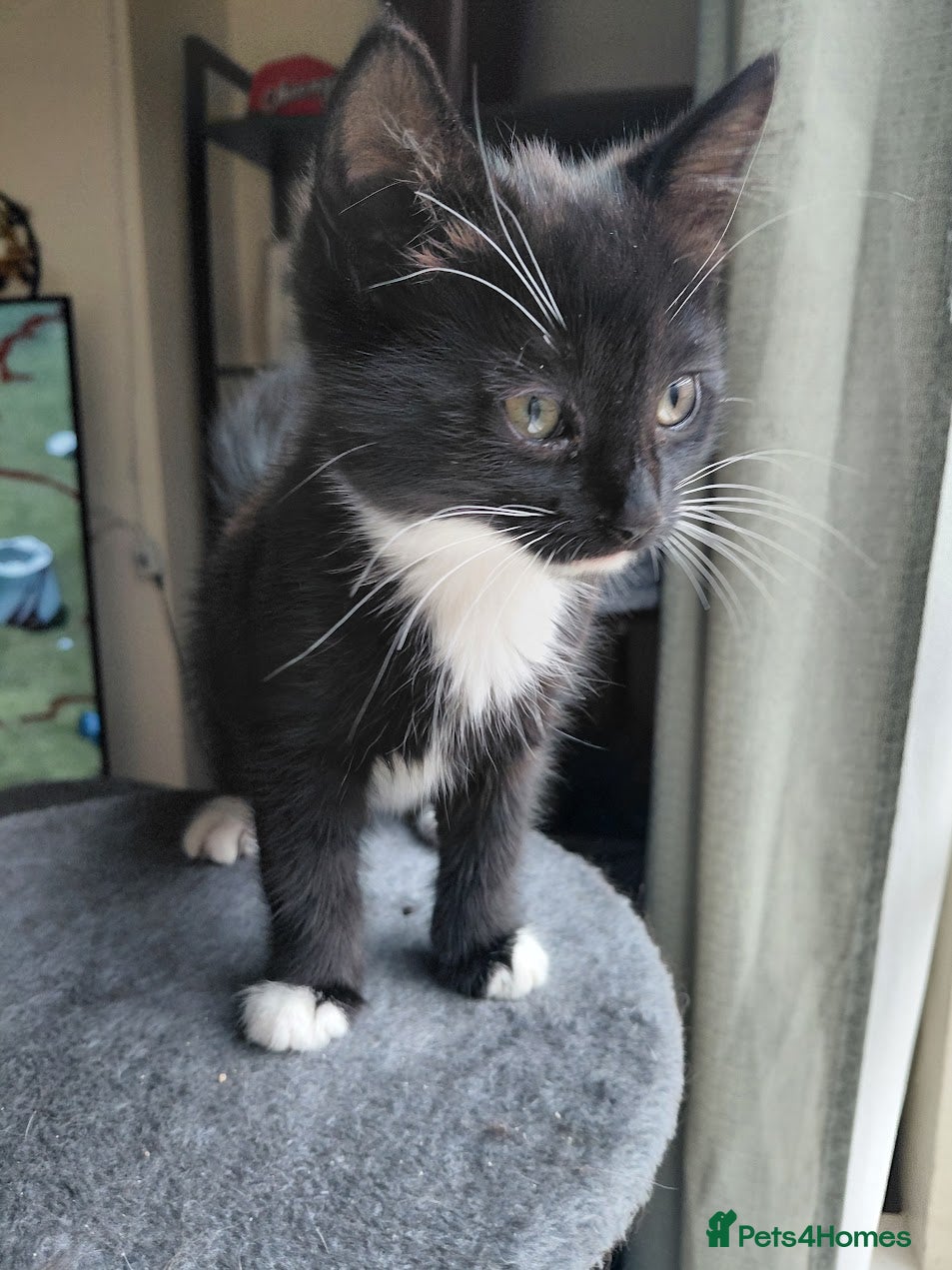 Mixed Breed cats lowely kittens - Advert 6