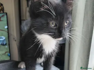 Mixed Breed cats lowely kittens - Advert 6