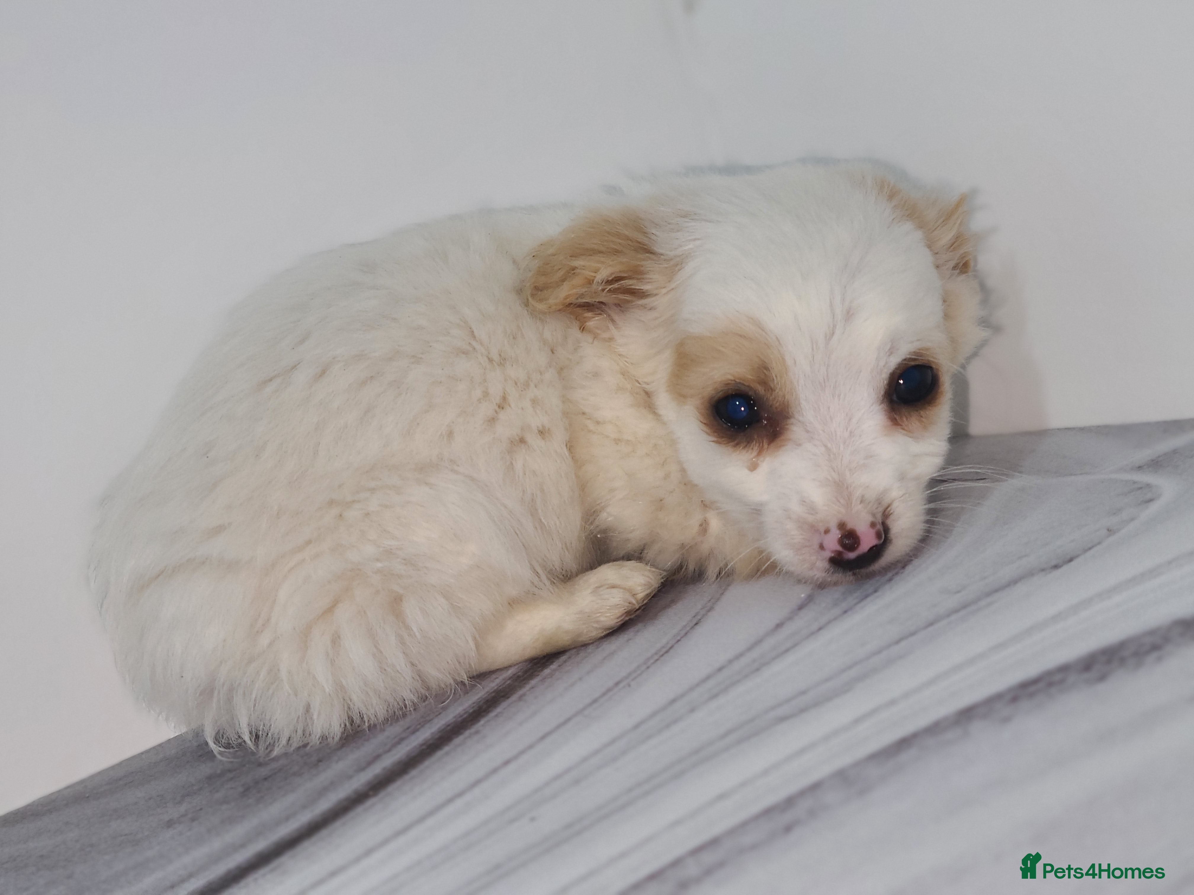 Mixed Breed dogs Dachshund x pomeranian puppies available  - Advert 1