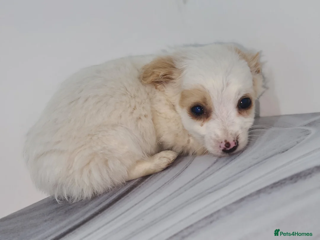 Mixed Breed dogs for sale: Dachshund x pomeranian puppies available  - Advert 1
