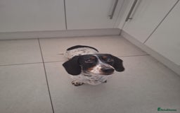 Miniature Dachshund dogs for sale: Miniature Dachsund  - Advert 14