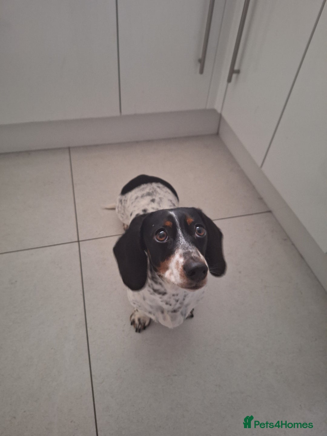 Miniature Dachshund dogs for sale: Miniature Dachsund  - Advert 14