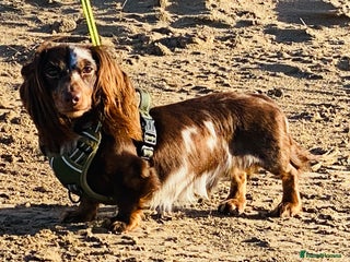 Miniature Dachshund dogs Hondo available for Stud in Liverpool - Advert 1
