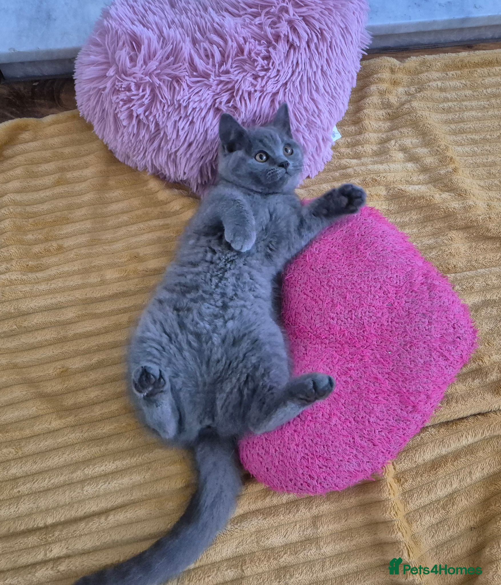 British Shorthair cats Ready! GCCF parents with champions in line,BSH - Advert 2