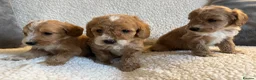 Cockapoo dogs for sale: F1bcockapoo puppies - DNA Health test clear  in Staines - Advert 4