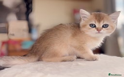 British Shorthair cats for sale: GCCF registered Golden BSH champion line, Boys - Image 26