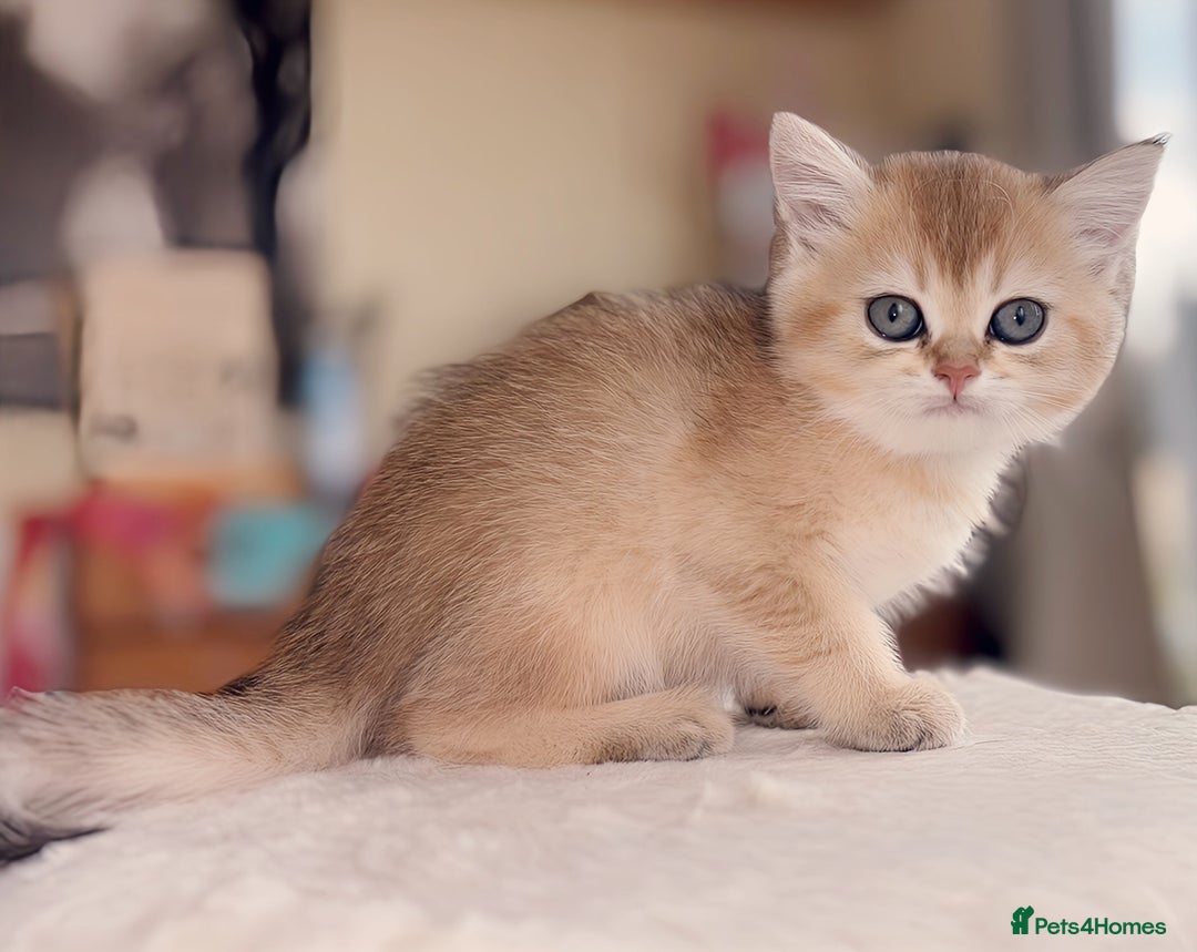British Shorthair cats for sale: GCCF registered Golden BSH champion line, Boys - Image 26