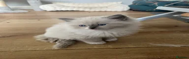 Ragdoll Kitten 1