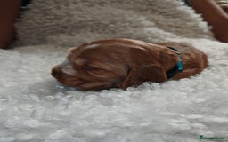 Cocker Spaniel dogs for sale: Kc show cocker spaniel puppies  - Image 13
