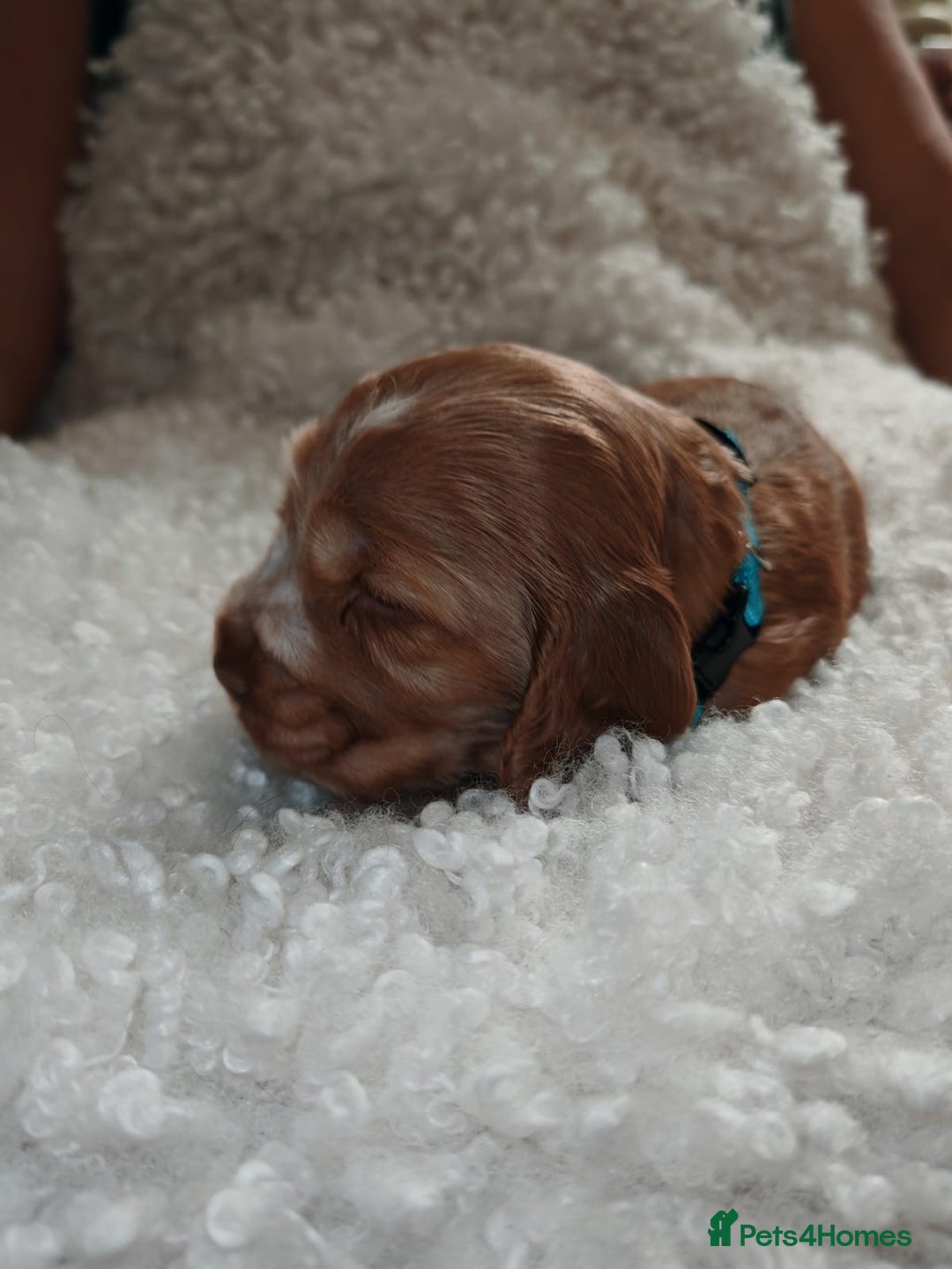 Cocker Spaniel dogs for sale: Kc show cocker spaniel puppies  - Image 13