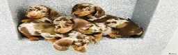 Miniature Dachshund dogs for stud: Award winning breeder-KC+IDC1 Choc/Tan Smoothcoat - Advert 4
