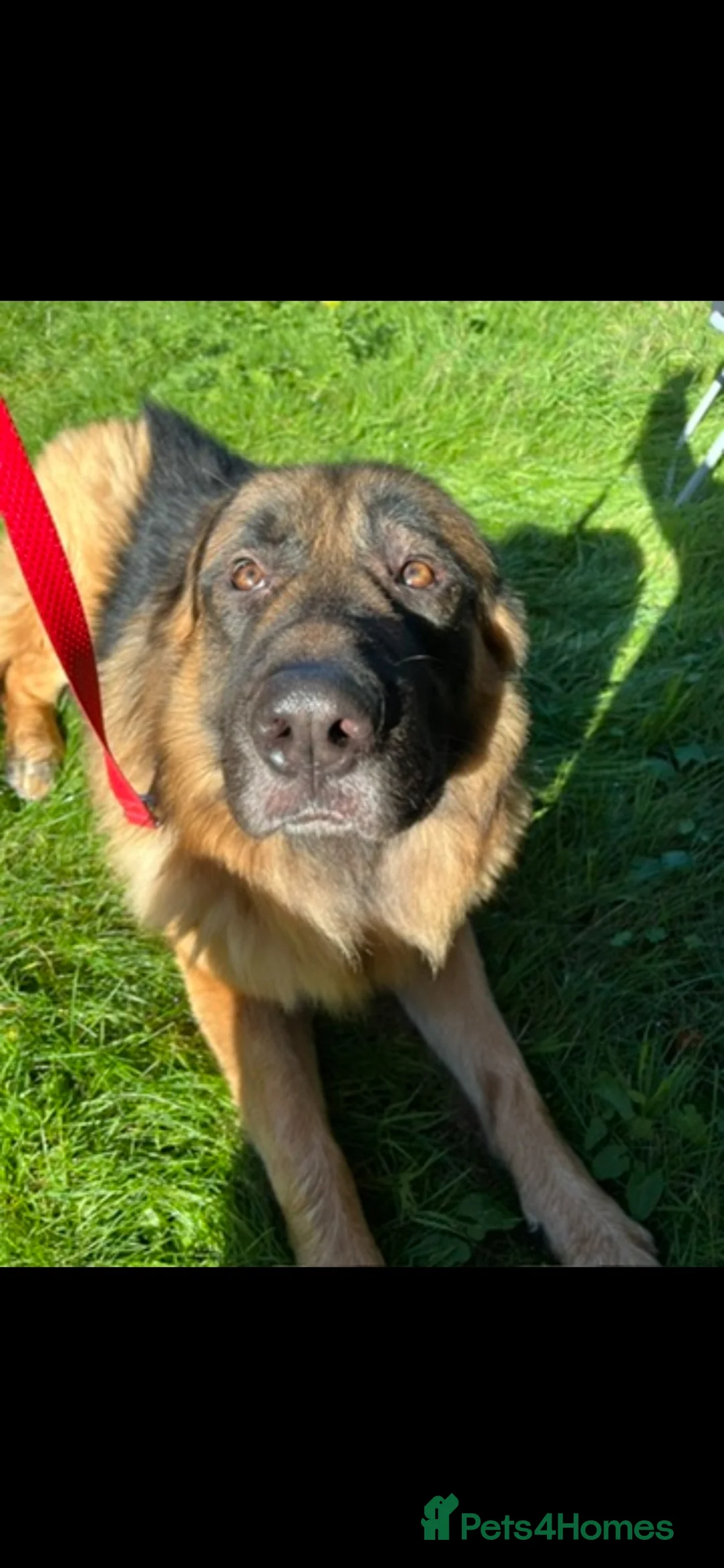 Mixed Breed dogs for sale: 2 year old mixed breed - Advert 2