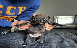 Mixed Breed dogs for sale: American bulldog staffy 🏡 - Image 22