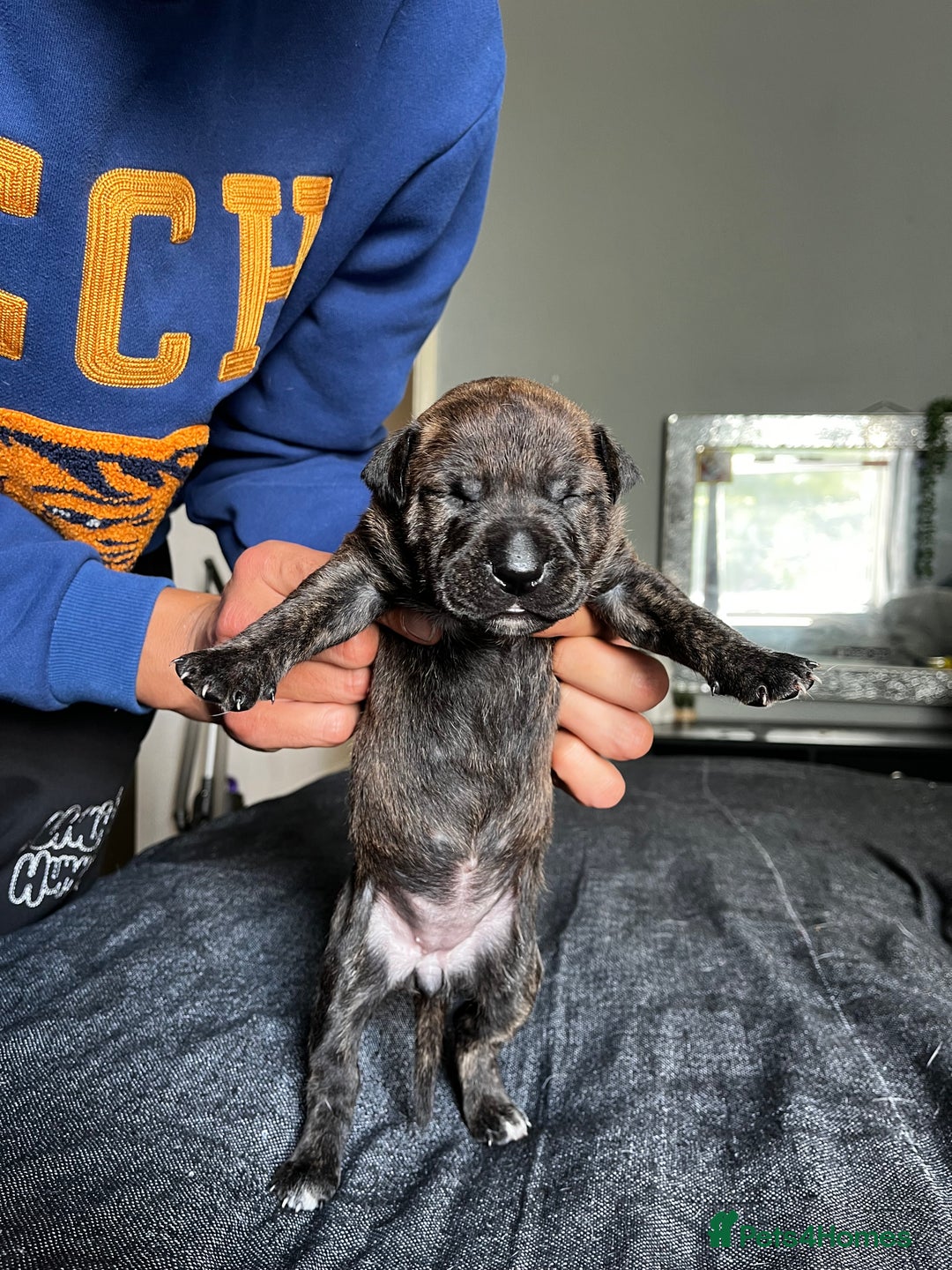 Mixed Breed dogs for sale: American bulldog staffy 🏡 - Image 22