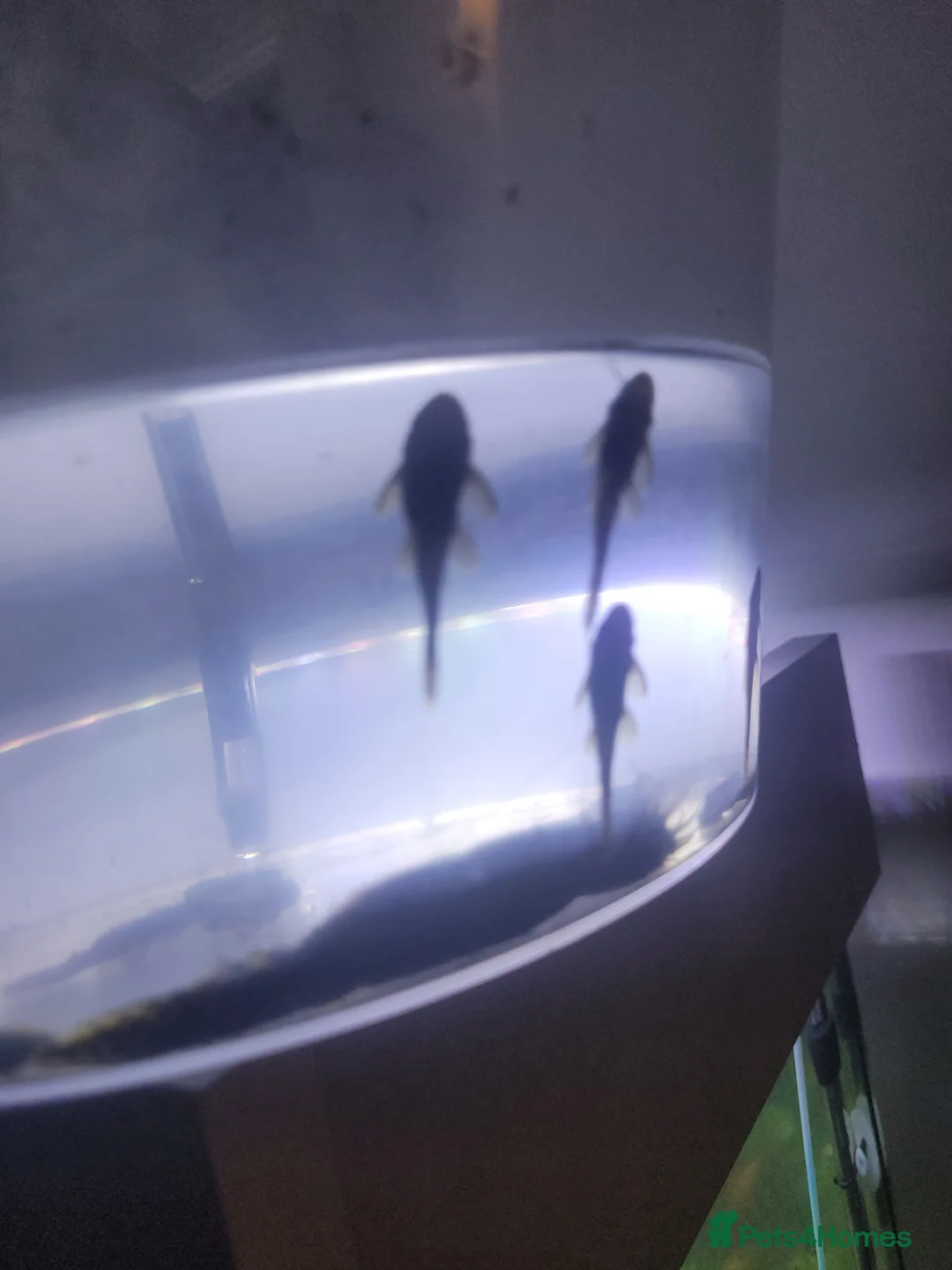 Swordtails fish for sale: Swordtails pairs, baby plecos an baby mollys  - Advert 5