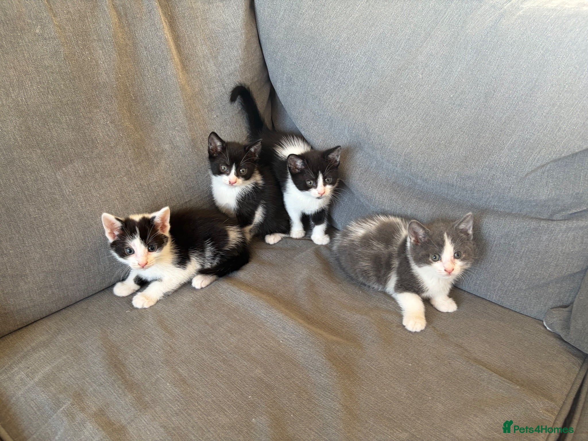 Mixed Breed cats Beautiful kittens - Advert 1