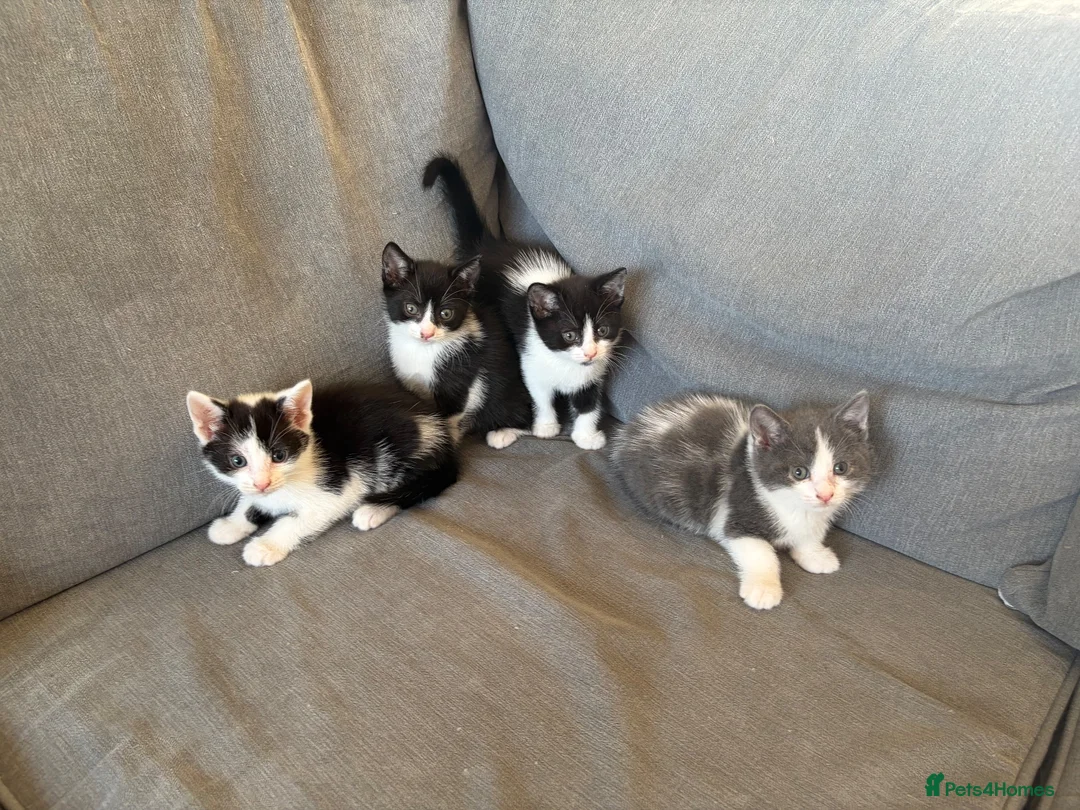 Mixed Breed cats for sale: Beautiful kittens - Advert 1