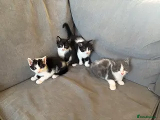 Mixed Breed cats Beautiful kittens - Advert 1
