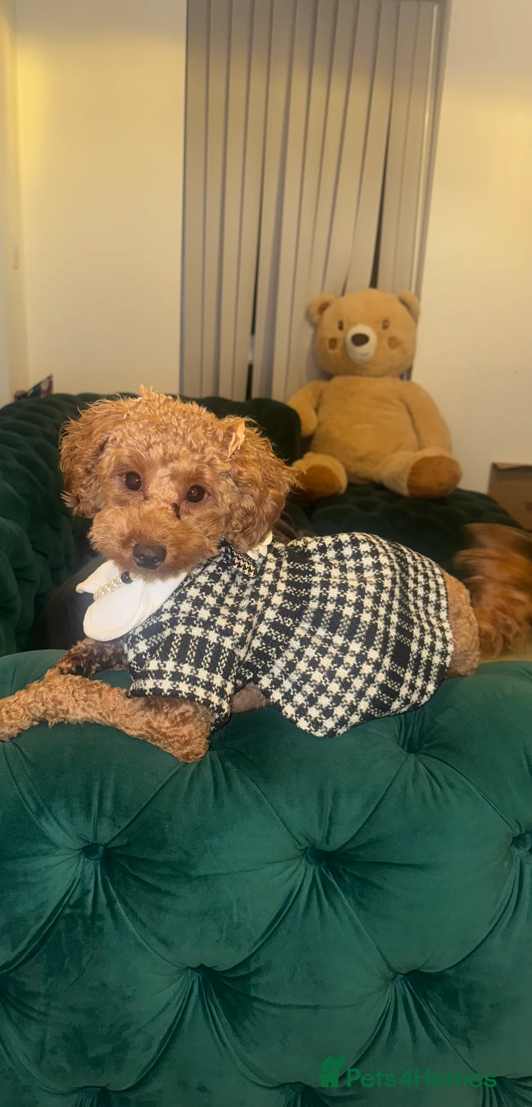 Maltipoo dogs for sale: Bailey in London - Advert 2