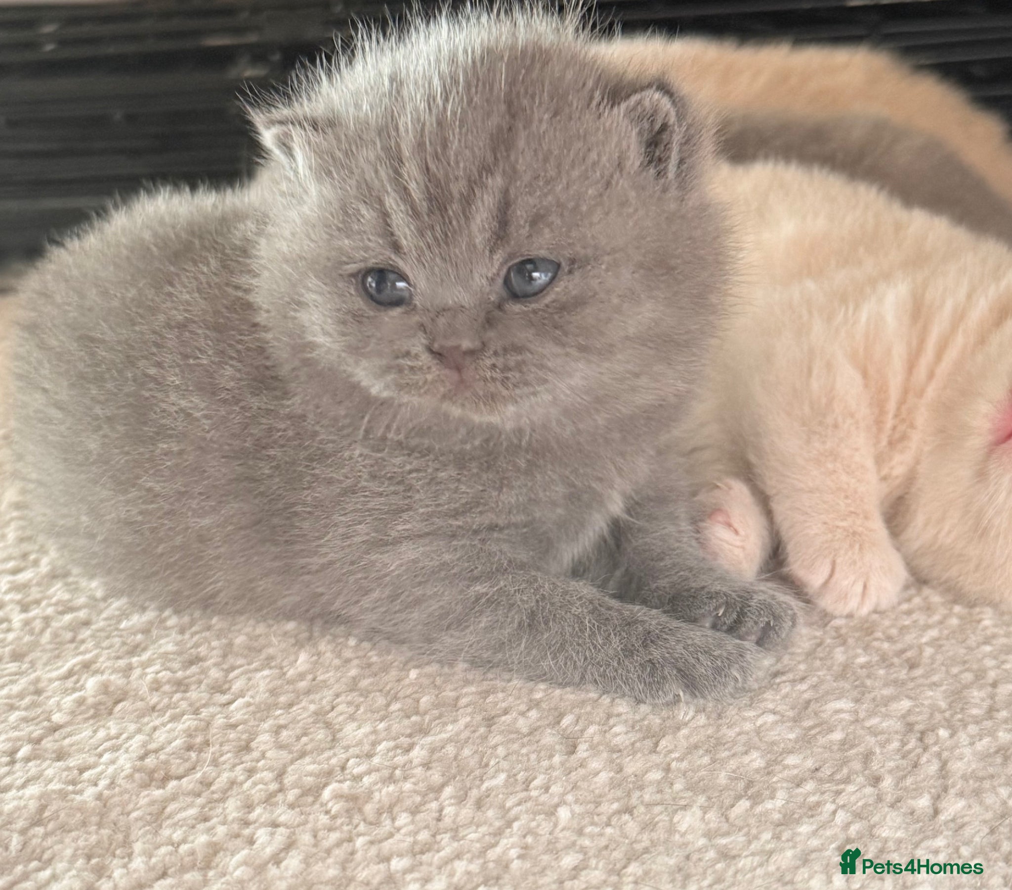British Shorthair cats for sale: CREAM BRITISH SHORTHAIR MALE - GCCF REG - Advert 11
