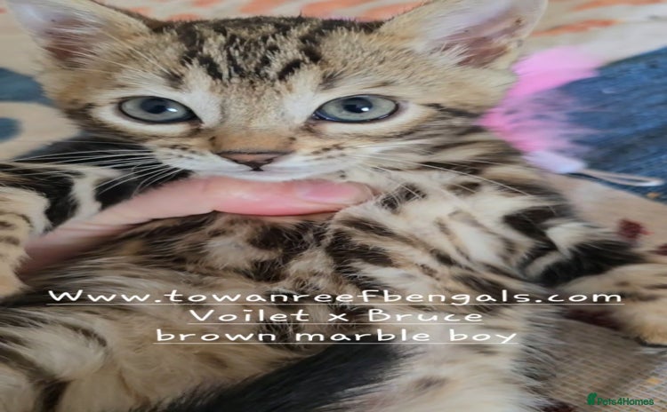 Bengal cats - Advert 10