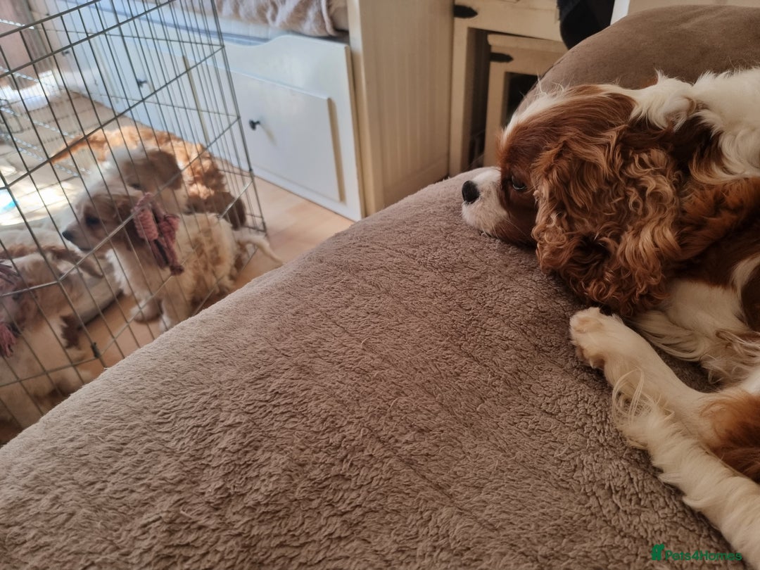 Cavapoo dogs for sale: Fluffy Bundles of Love Looking for Forever Homes! - Image 7