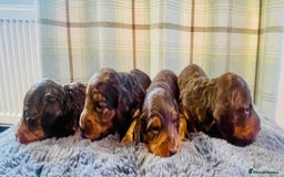 Miniature Dachshund dogs for sale: Gorgeous Long Haired KC Miniature Dachshunds - Image 8